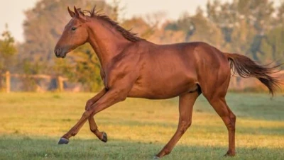 تفسير رؤية الخيول في المنام للعزباء والمتزوجة