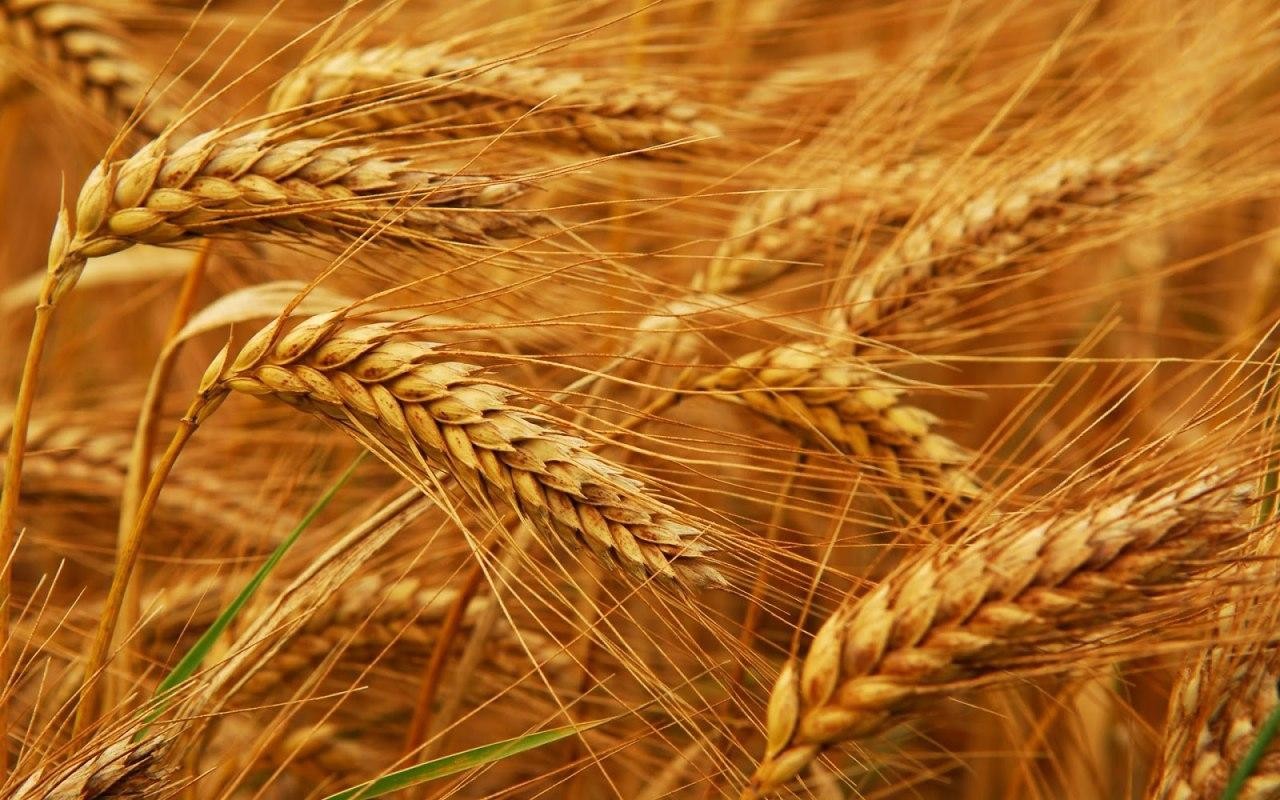 في سوريا.. القمح روسي والمطاحن إيـرانية