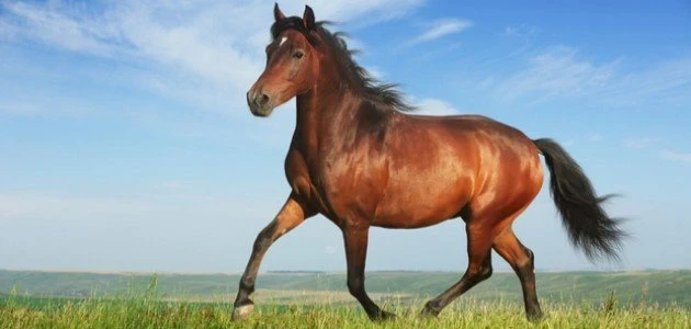 تفسير رؤية الحصان البني في المنام للعزباء والمتزوجة والحامل والمطلقة | دلالات ابن سيرين والنابلسي